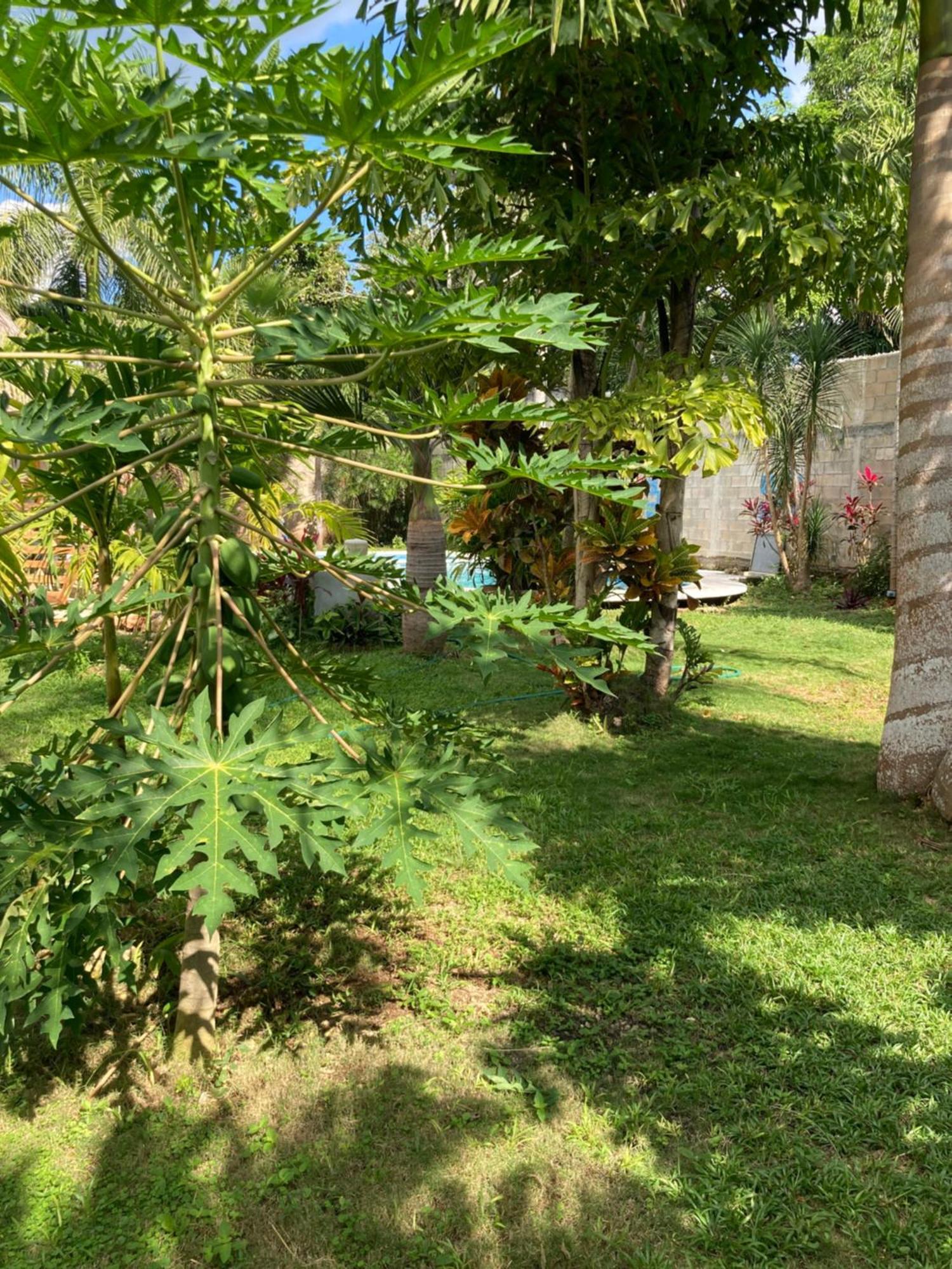 Green Paradise Leona Vicario Exteriör bild